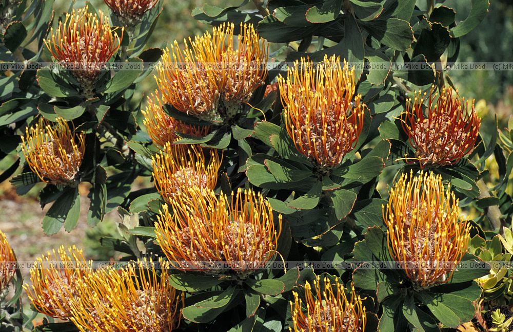 Leucospermum praecox at Kirstenbosch botanic garden Cape Town