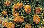 Leucospermum praecox at Kirstenbosch botanic garden Cape Town