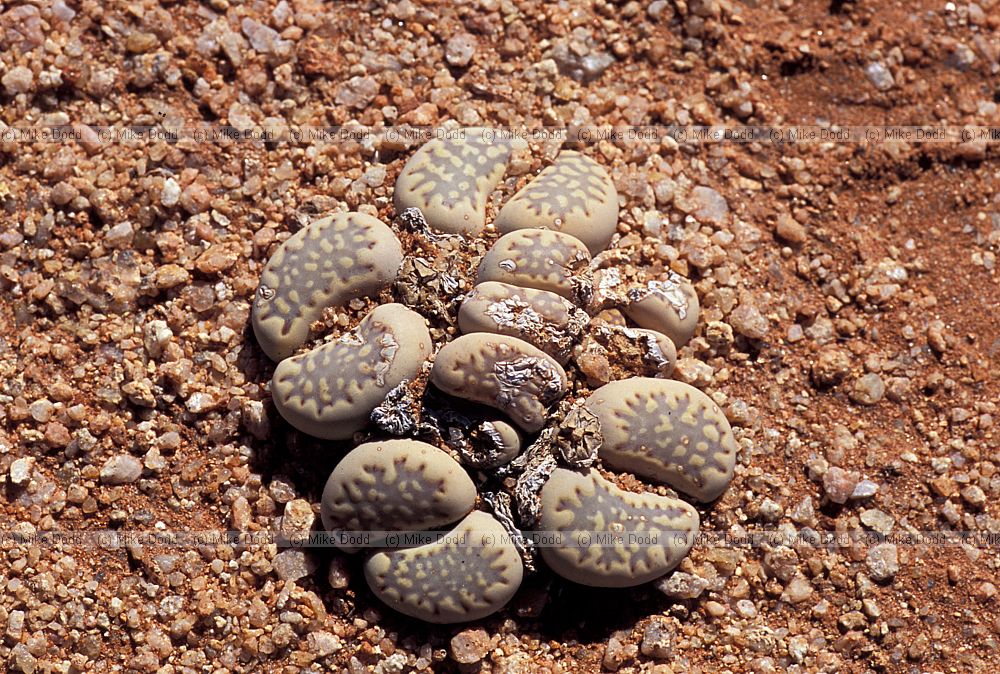 Lithops near Pofadder