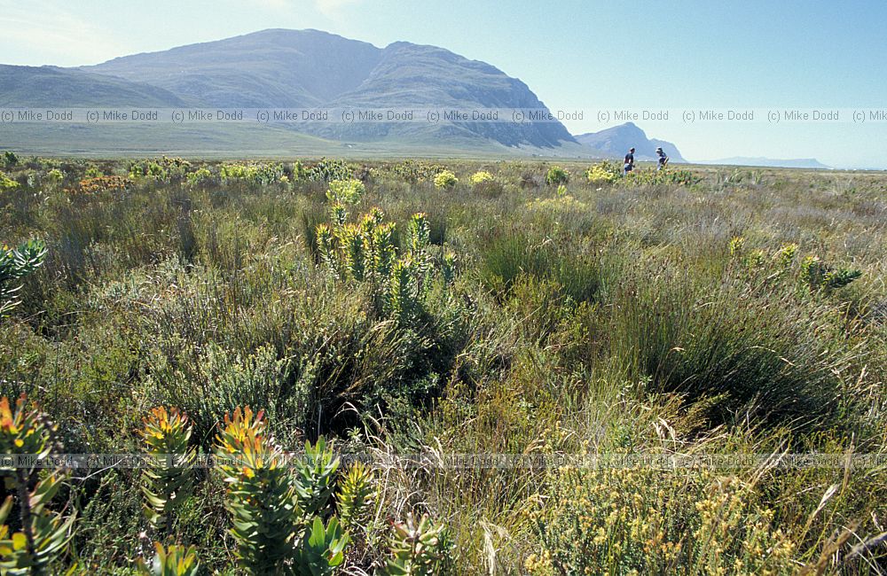 Marshy heathland at Betty's bay