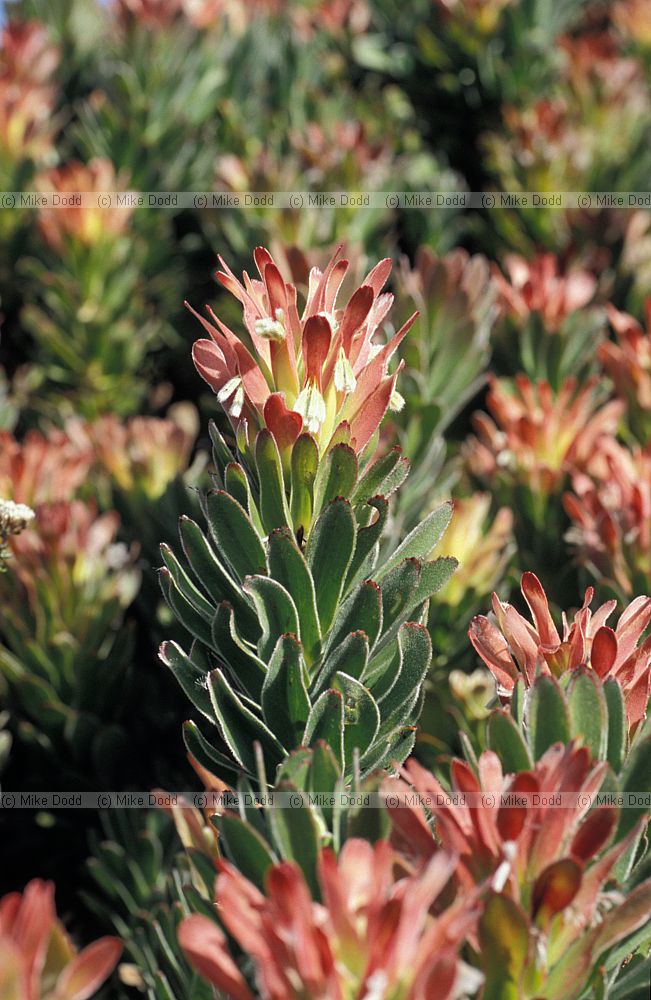 Mimetes cucullatus near Cape point