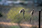 Whiteback Mousebird (Colius colius) on fence