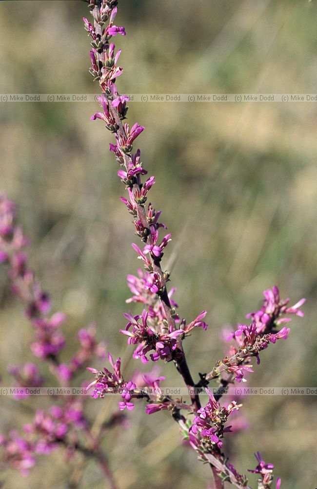 Muraltia macropetala at Malmesbury