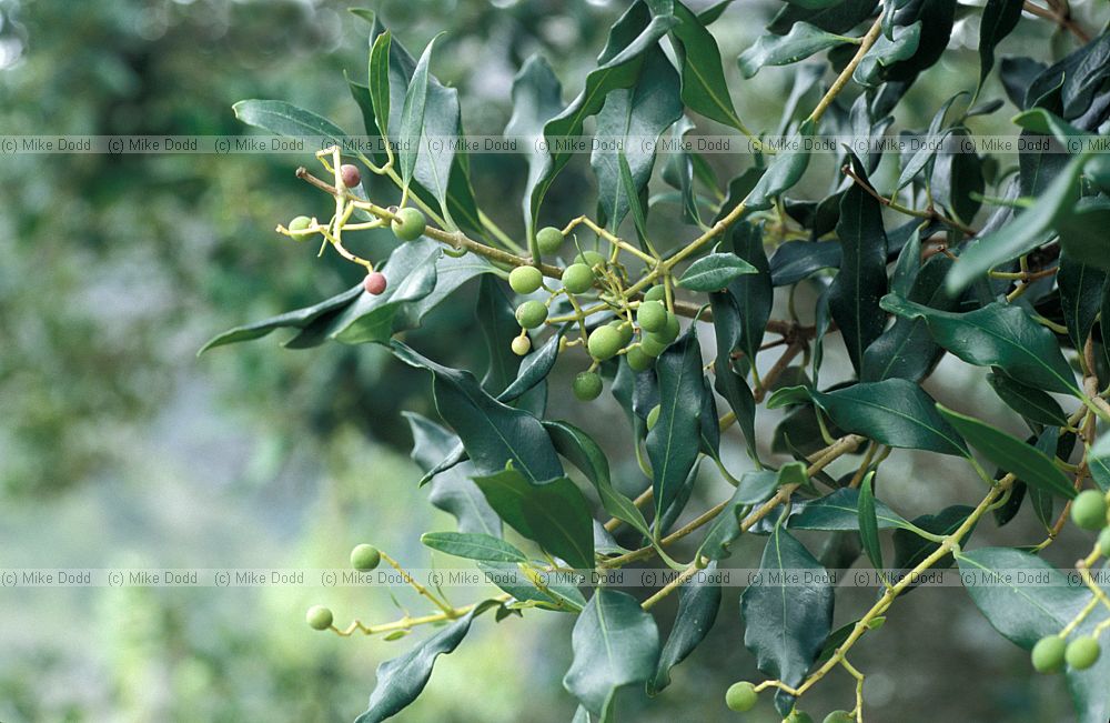 Olea capensis at Kirstenbosch botanic garden Cape Town