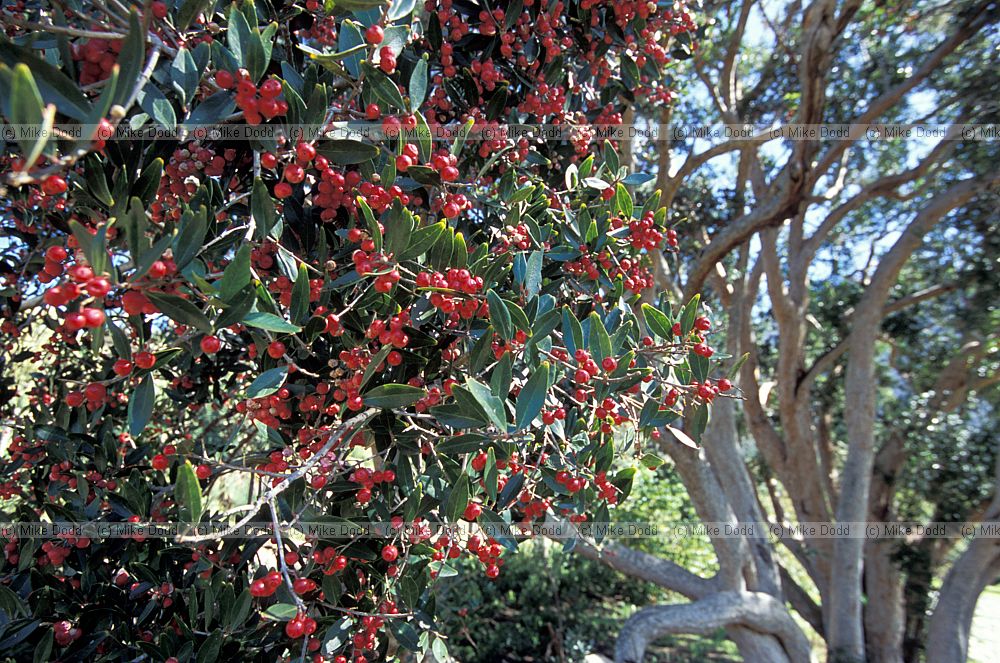 Olinia emarginata at Kirstenbosch botanic garden Cape Town