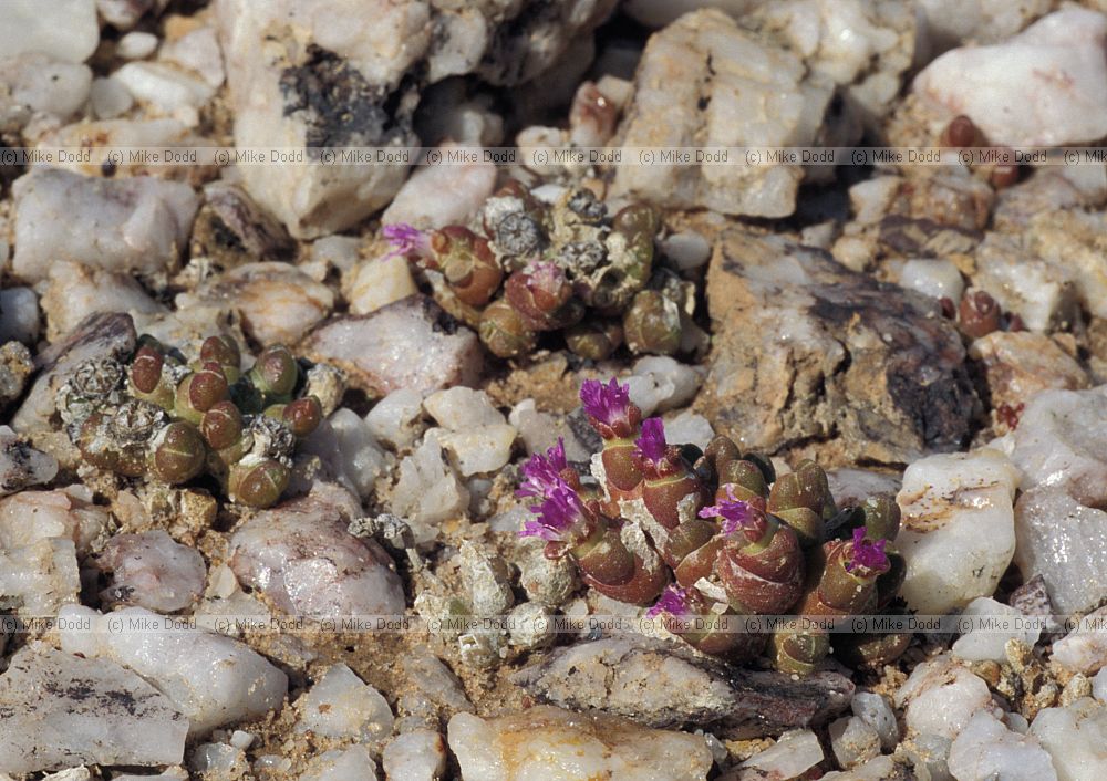 Oophytum sp at Quaggaskop Karoo stony desert