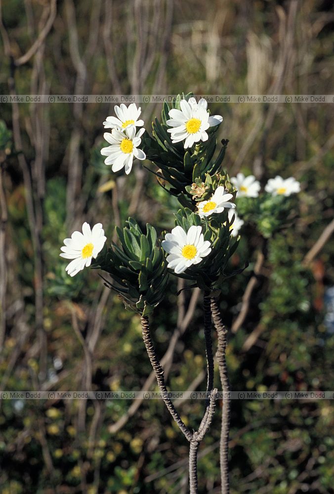 Osmitopsis asteriscoides near Betty's bay