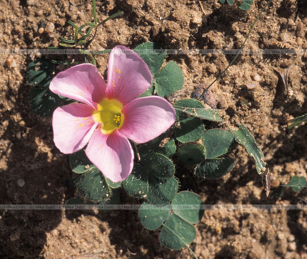 Oxalis purpurea at Malmesbury