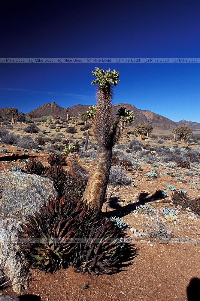 Pachypodium namaquanum at Geogap