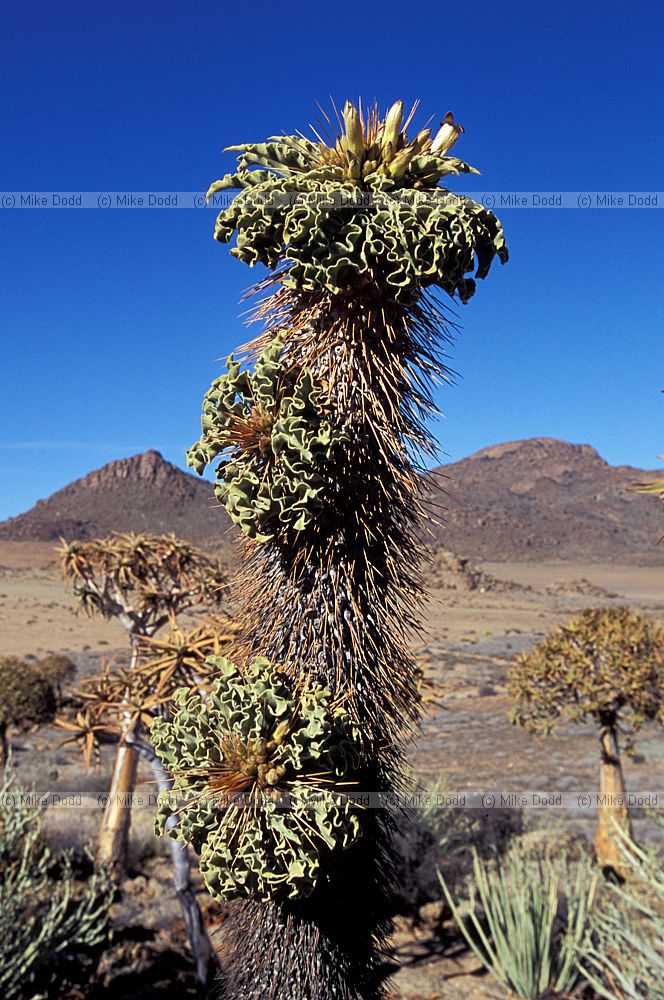 Pachypodium namaquanum at Geogap