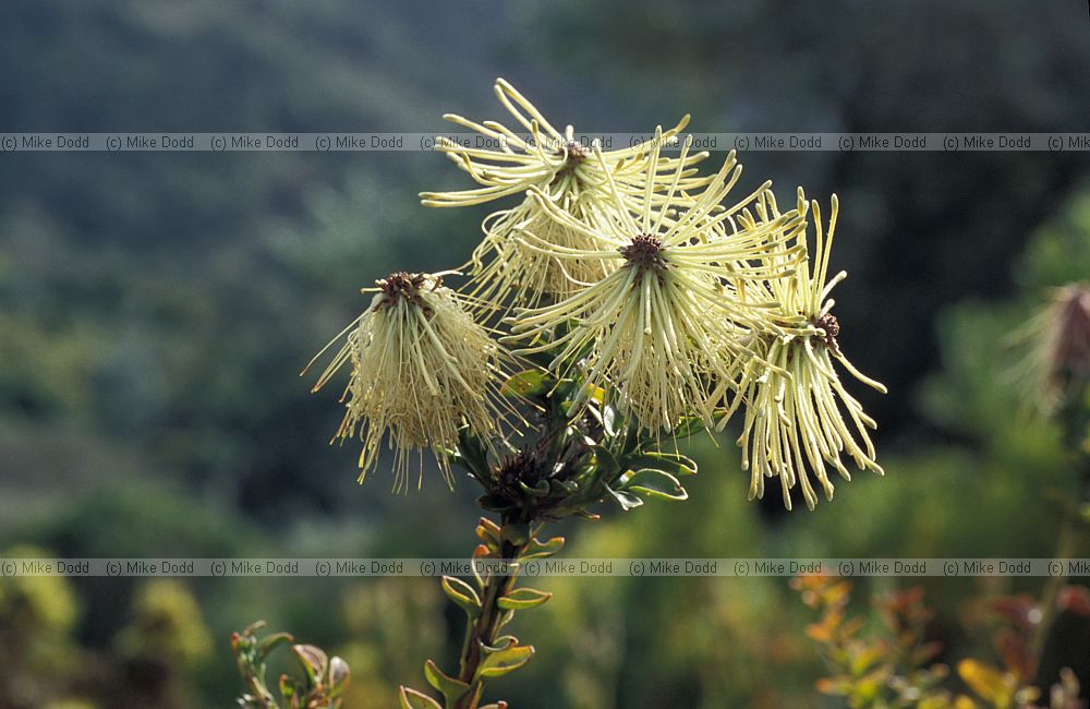 Paranomus reflexus at Kirstenbosch botanic garden Cape Town