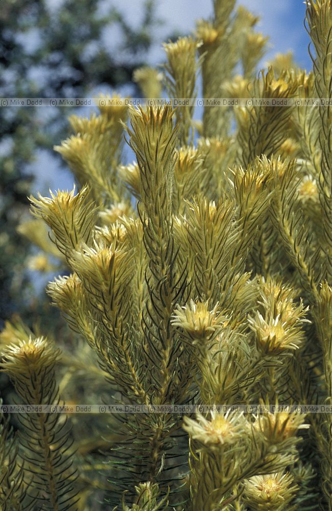 Phylica pubescens at Kirstenbosch botanic garden Cape Town