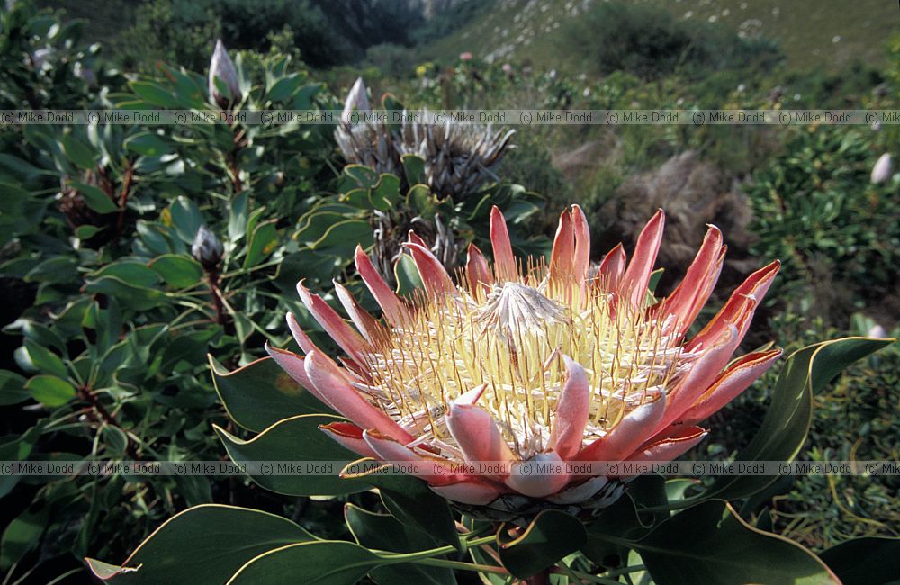 Protea cynaroides at Harold Porter botanic garden