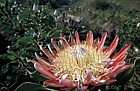 Protea cynaroides at Harold Porter botanic garden