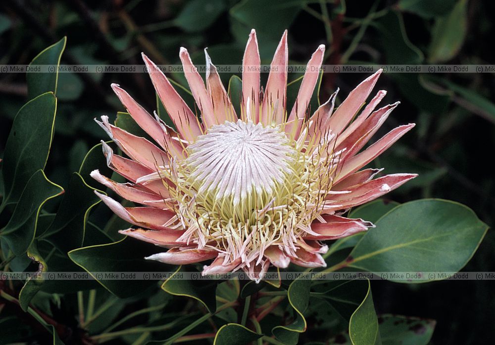 Protea cynaroides at Harold Porter botanic garden