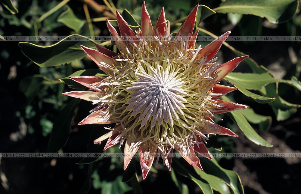 Protea cynaroides at Harold Porter botanic garden