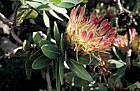 Protea roupelliae at Kirstenbosch botanic garden Cape Town