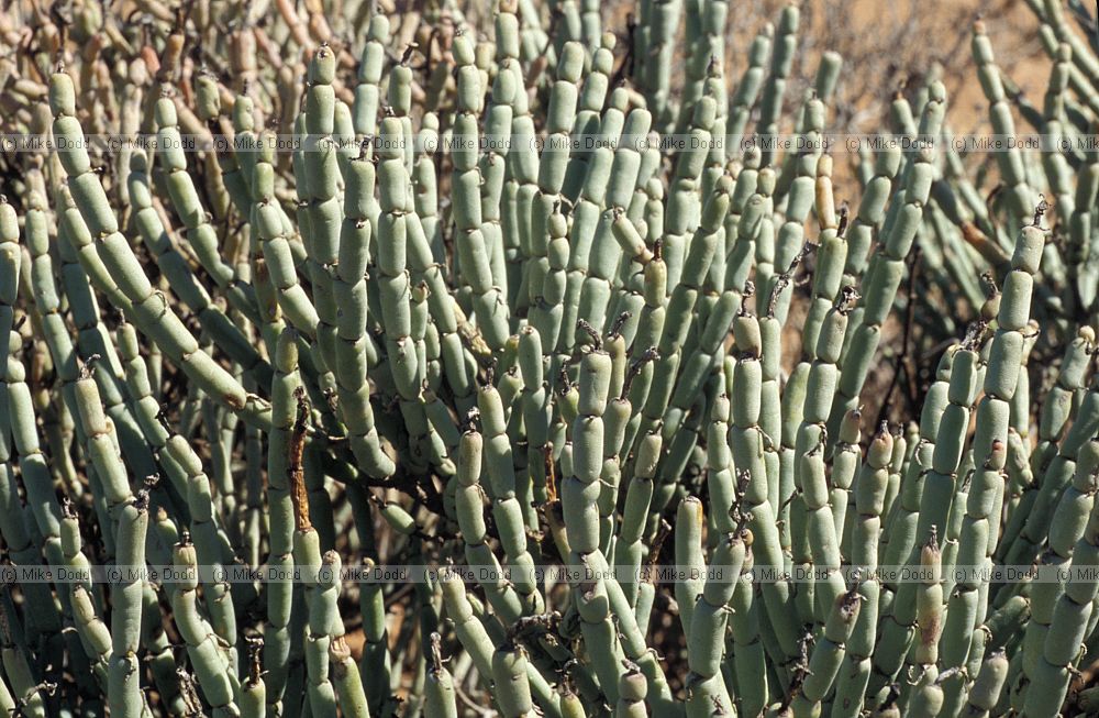 Psilocaulon Quaggaskop Karoo desert