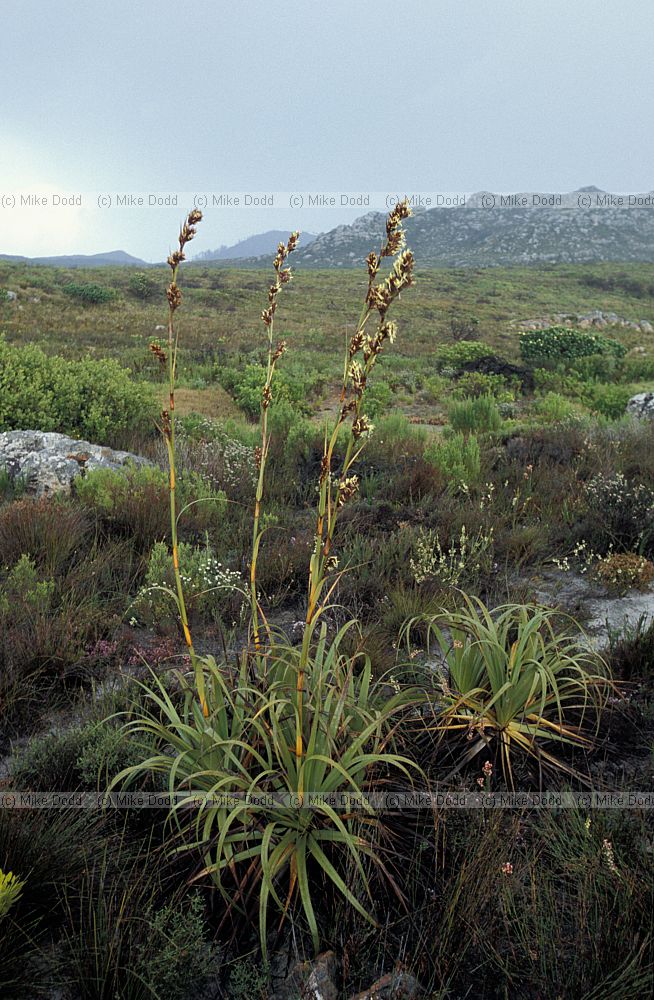 Restio at Silvermine near Cape Town