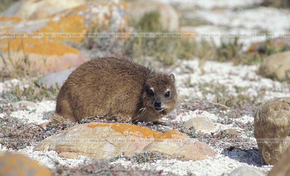 Rock dassie at Cape point