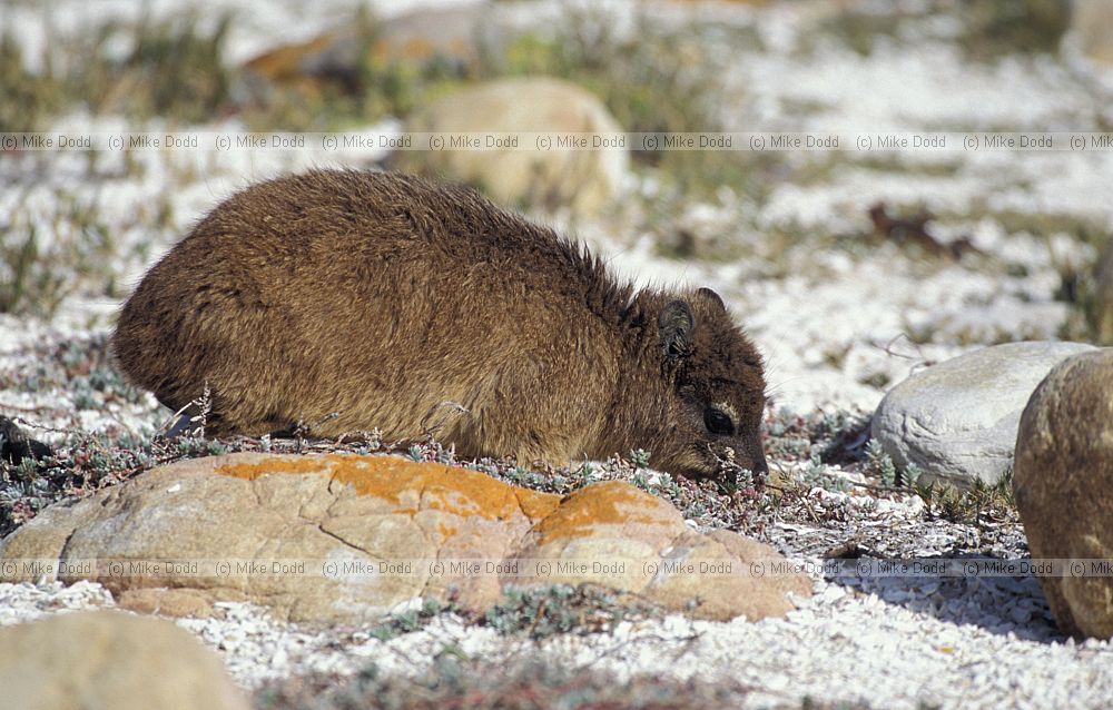 Rock dassie at Cape point