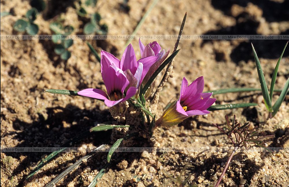 Romulea sp at Malmesbury