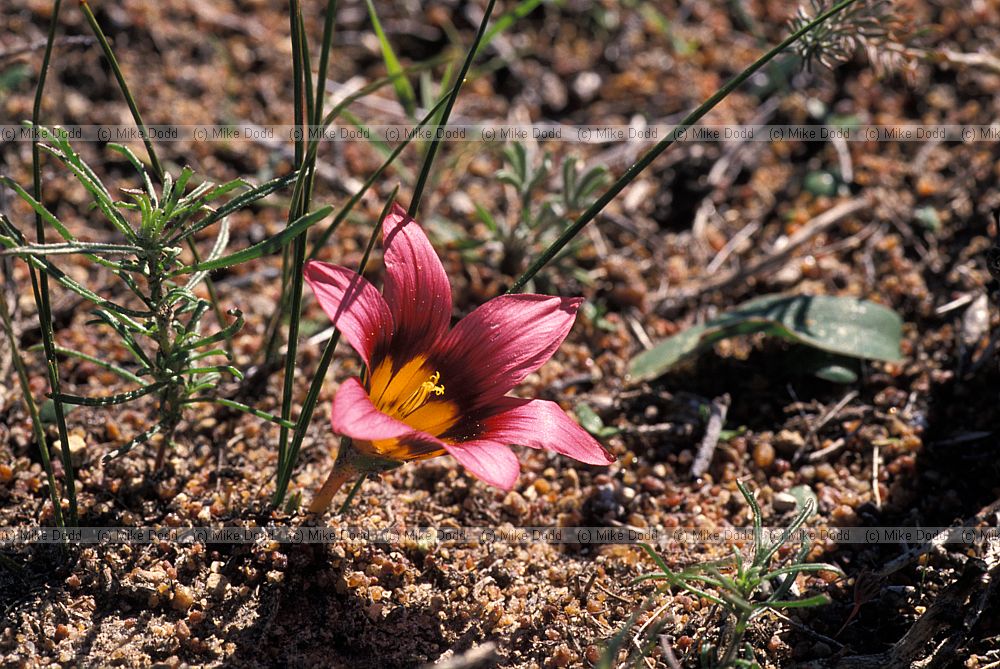 Romulea eximia near Darling
