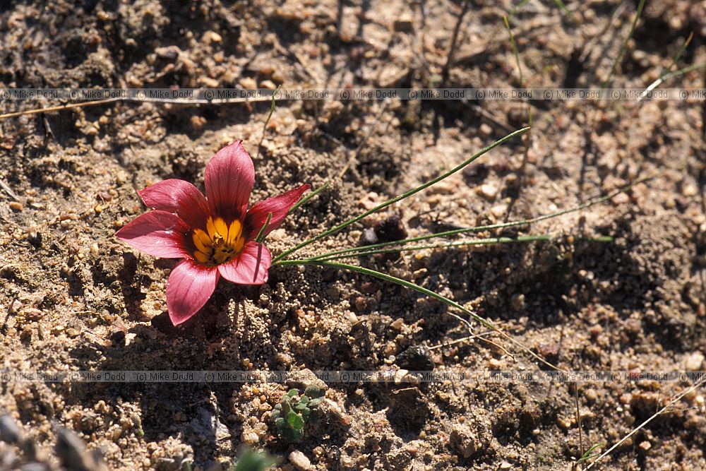 Romulea eximia near Darling