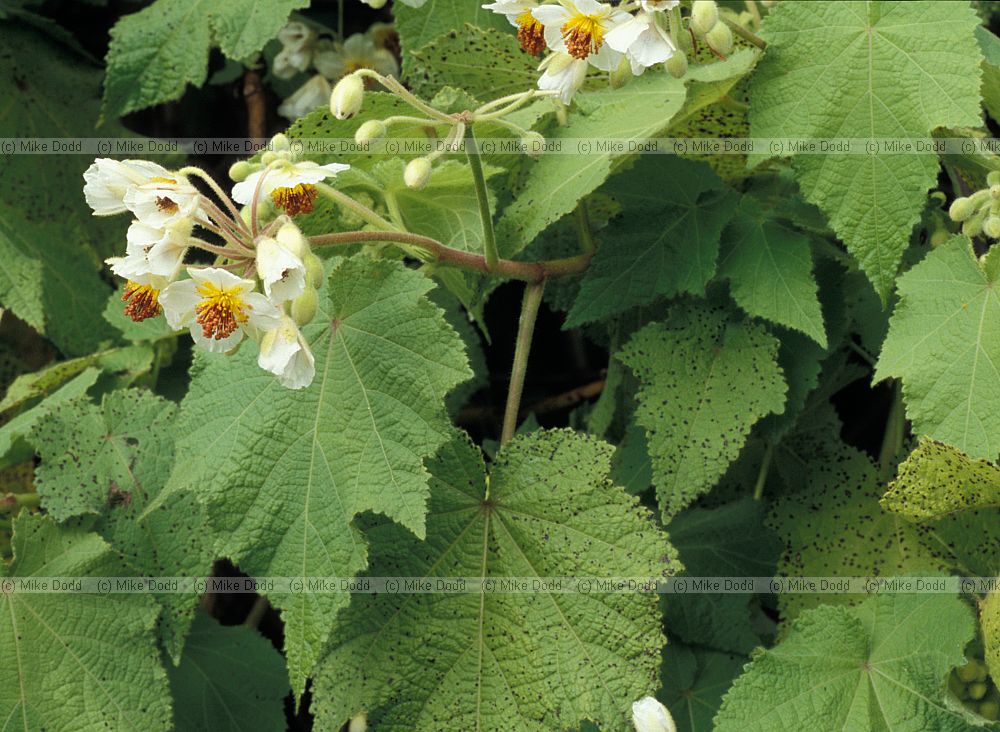 Sparrmannia africana at Kirstenbosch botanic garden Cape Town