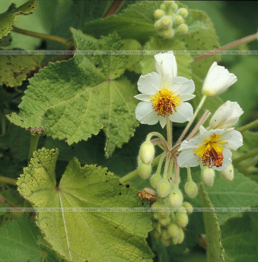 Sparrmannia africana at Kirstenbosch botanic garden Cape Town