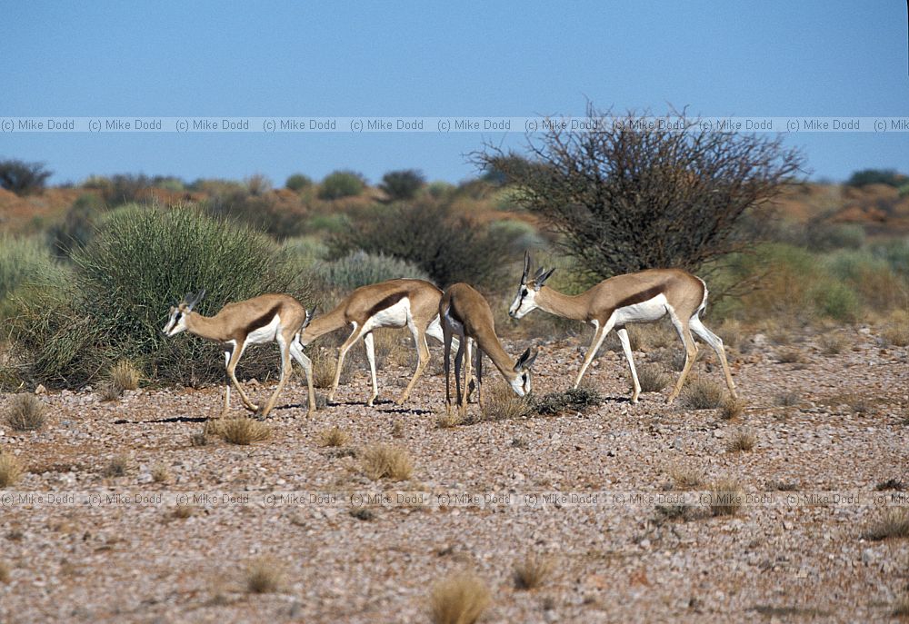 Springbok at Augrabies national park