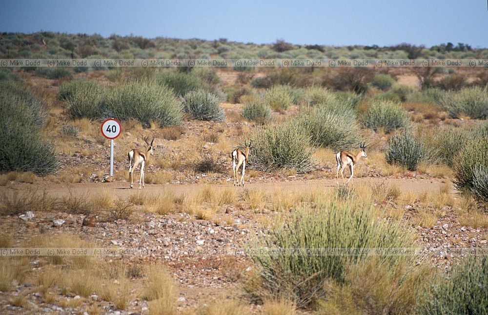 Springbok at Augrabies national park