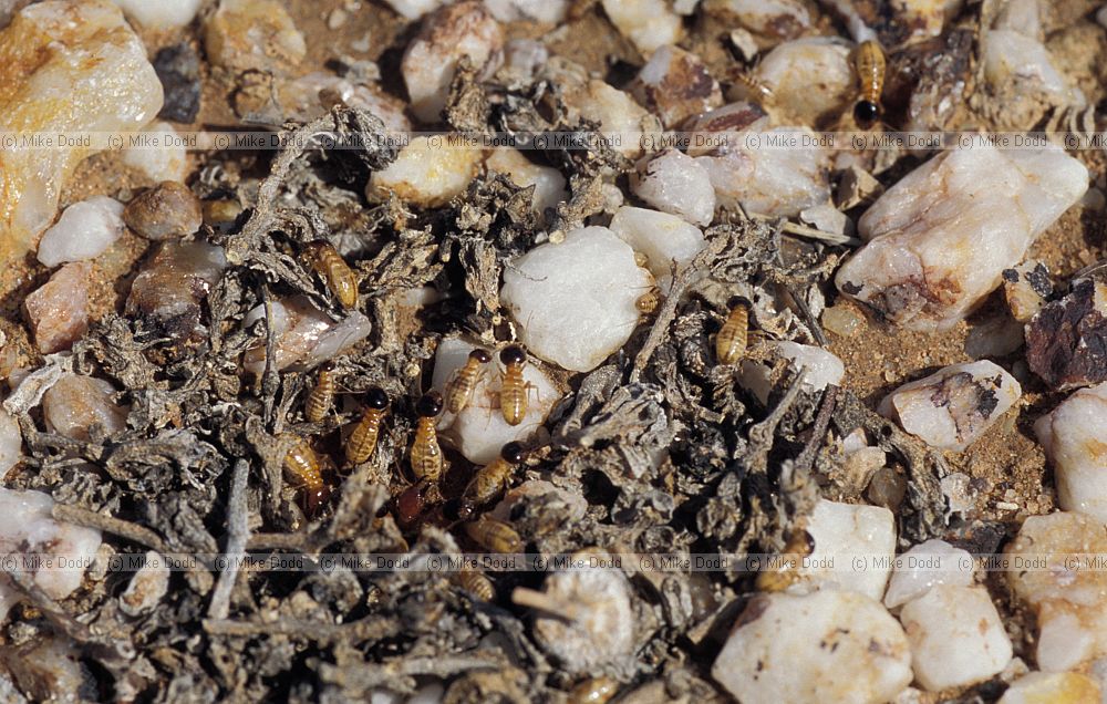 Termites Quaggaskop Karoo stony desert