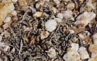 Termites Quaggaskop Karoo stony desert