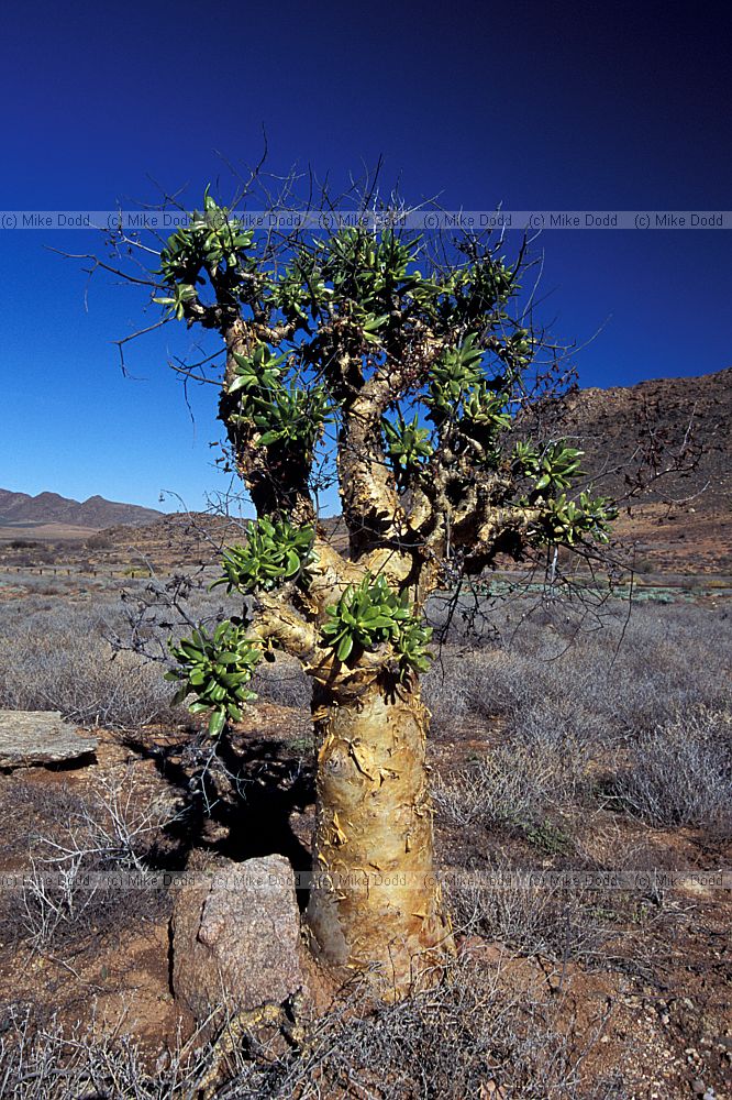 Tylecodon paniculatus at Geogap