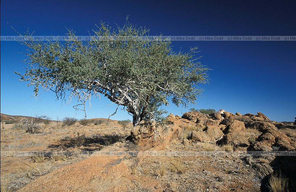 tree Augrabies