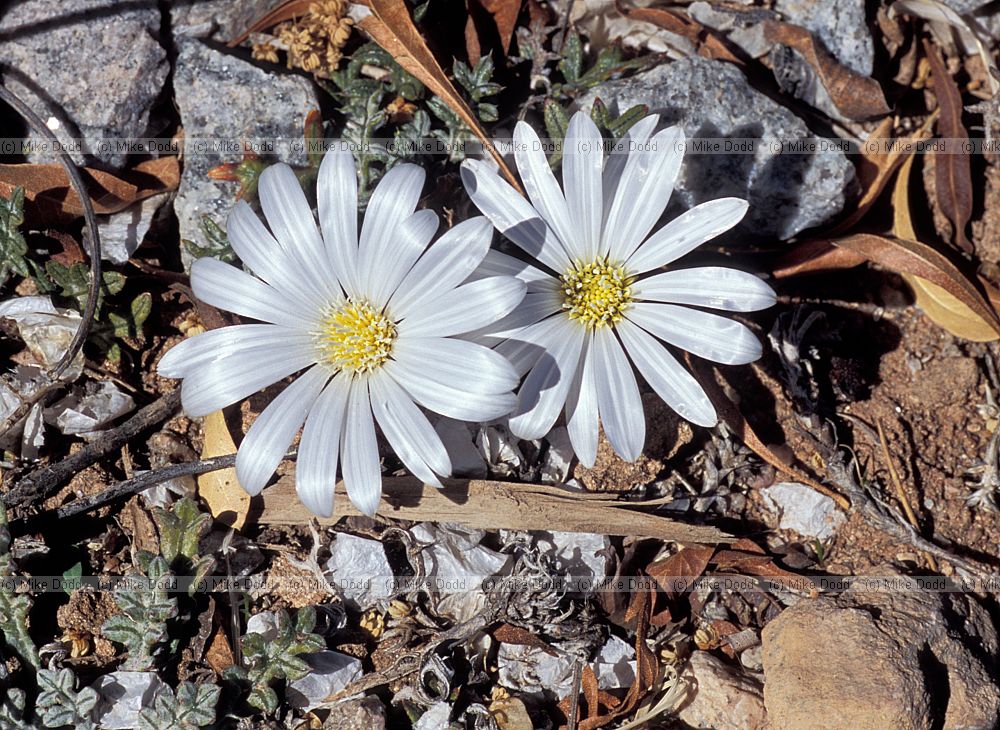 plant at Pofaader