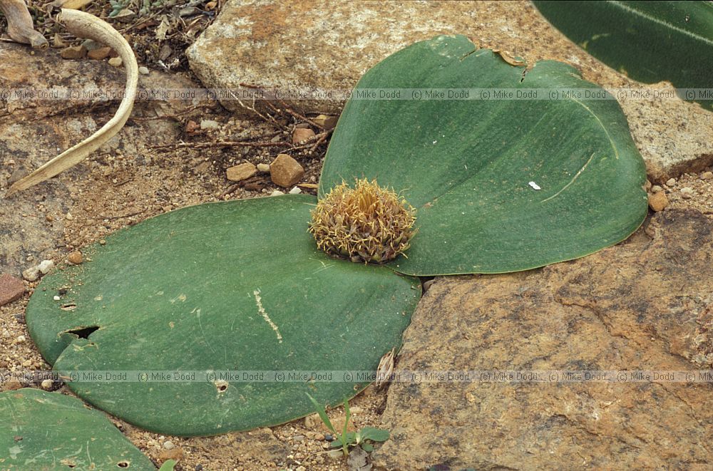 plant at Kirstenbosch botanic garden Cape Town