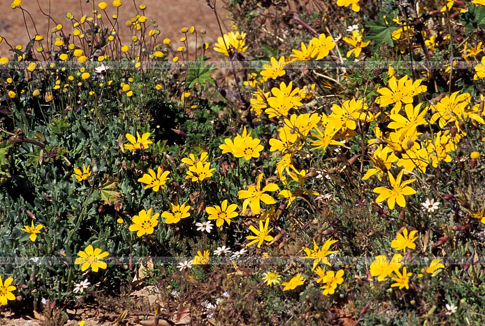 plant at Pofaader