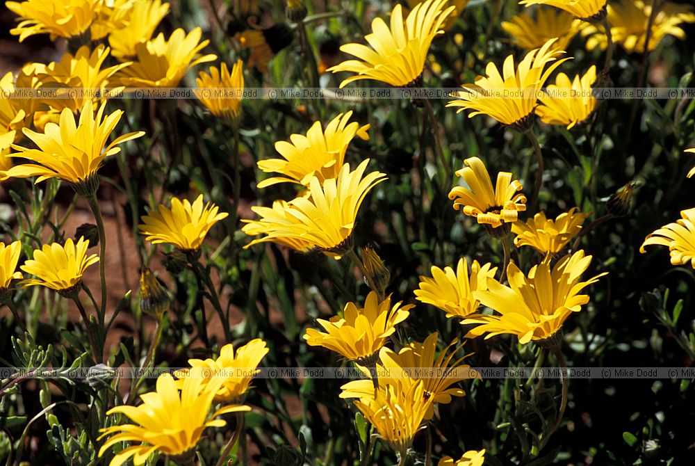 plant at Pofaader