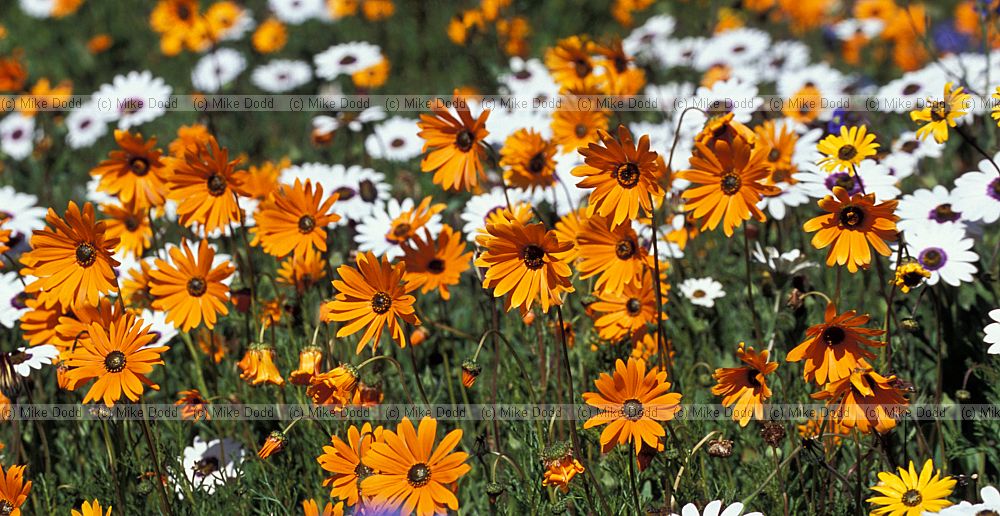 flowers at Kirstenbosch botanic garden Cape Town