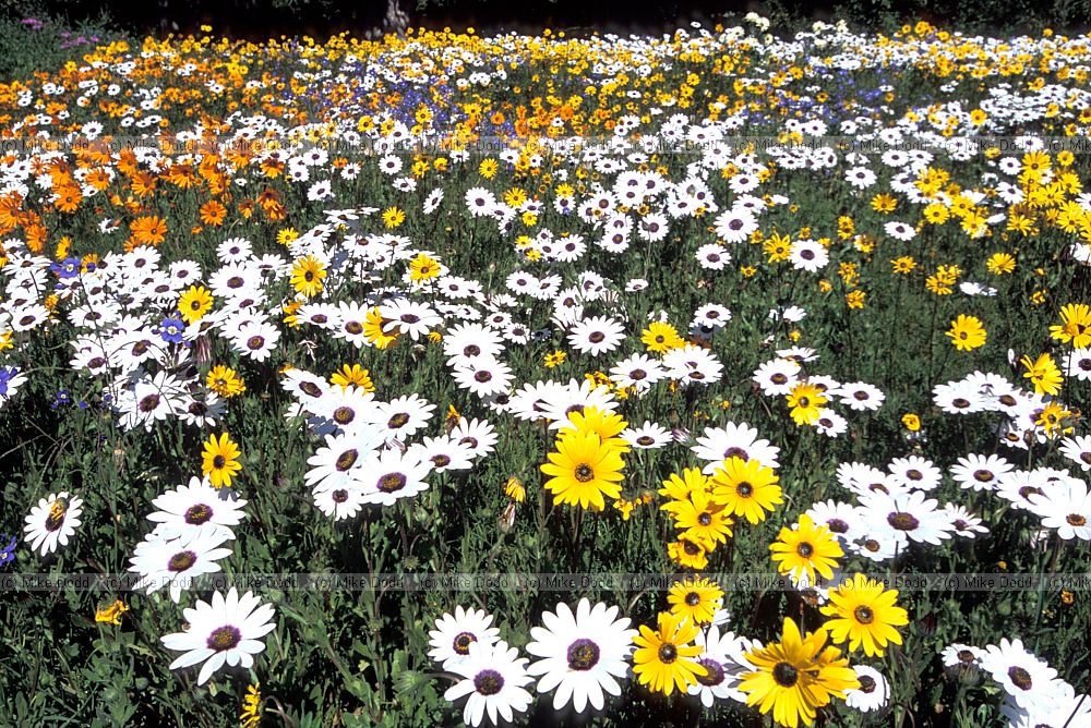 flowers at Kirstenbosch botanic garden Cape Town