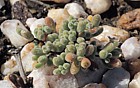 succulent plant Quaggaskop Karoo stony desert possibly Cryptophytum