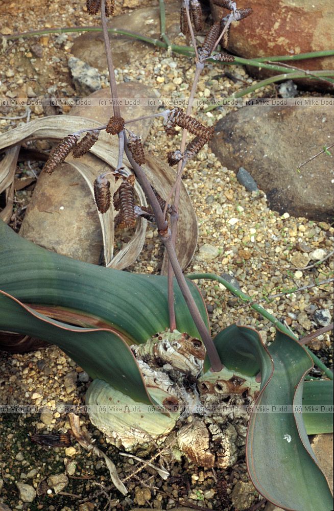 Welwitschia mirabilis at Stellenbosch botanic garden