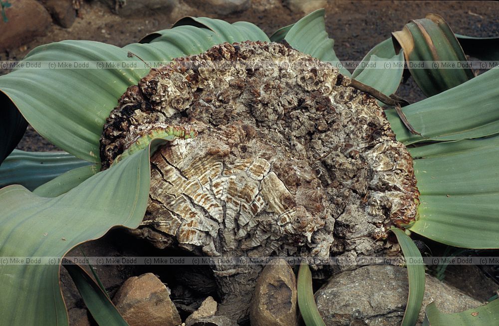 Welwitschia mirabilis at Stellenbosch botanic garden