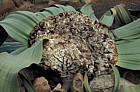 Welwitschia mirabilis at Stellenbosch botanic garden