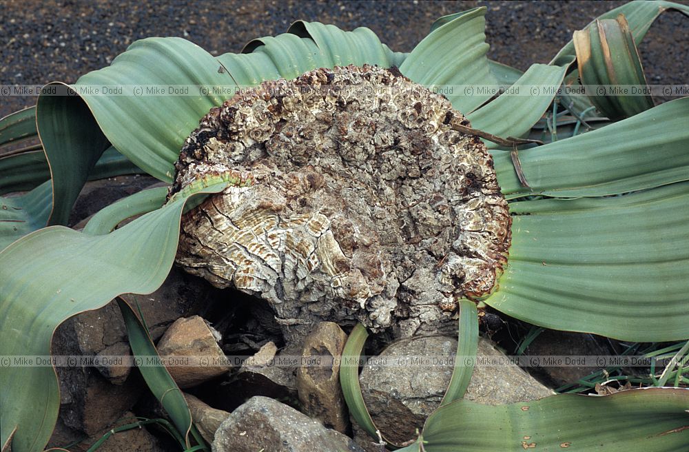 Welwitschia mirabilis at Stellenbosch botanic garden