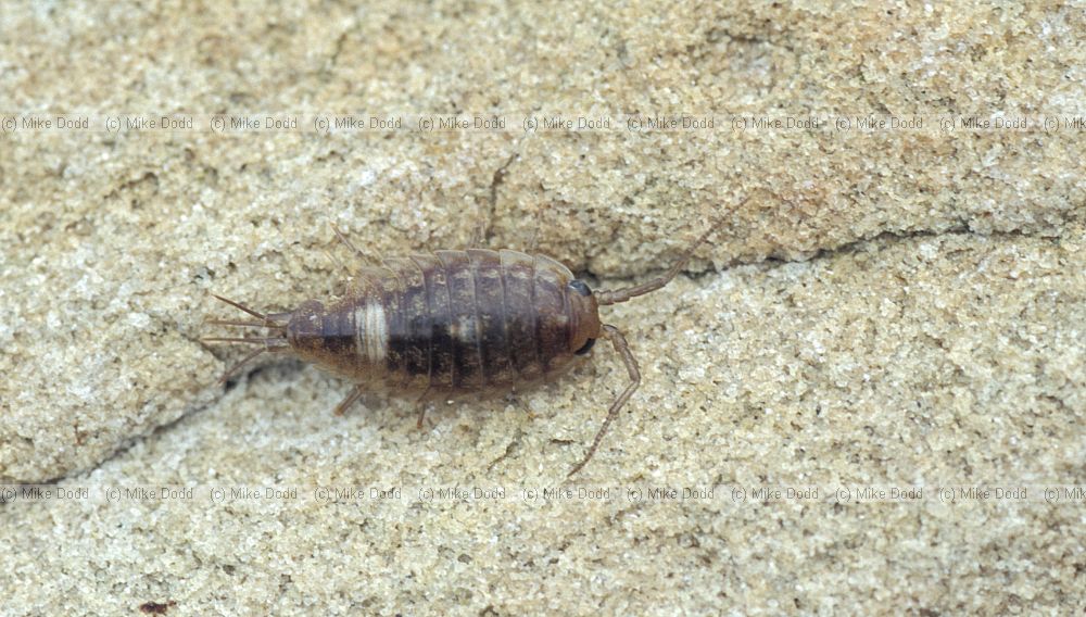 woodlouse on beach Cape Point