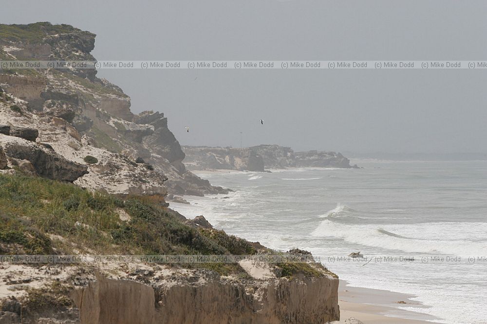 Sand cliff coastline Wolfgat nature reserve false bay