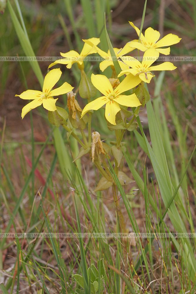 Sebaea exacoides Painted yellowwort